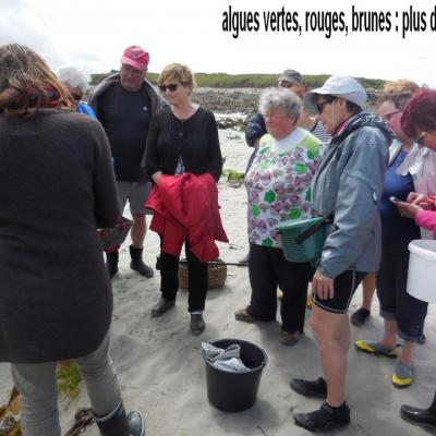 29 Mai 2017 - Cueillette des Algues à Corn ar Gazel (6)