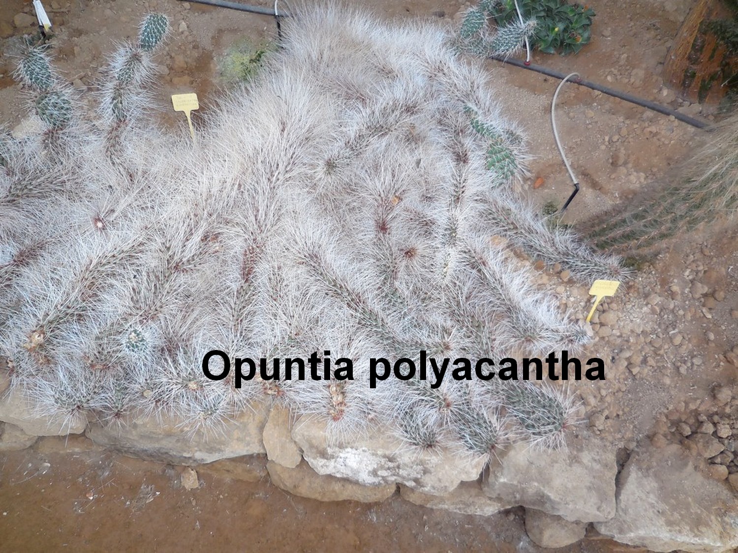 La cactuseraie de Creismas en Guipavas