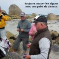 16 Mai 2018 - Cueillette des Algues à Brignogan