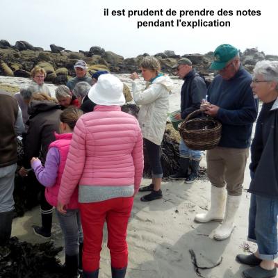 16 Mai 2018 - Cueillette des Algues à Brignogan