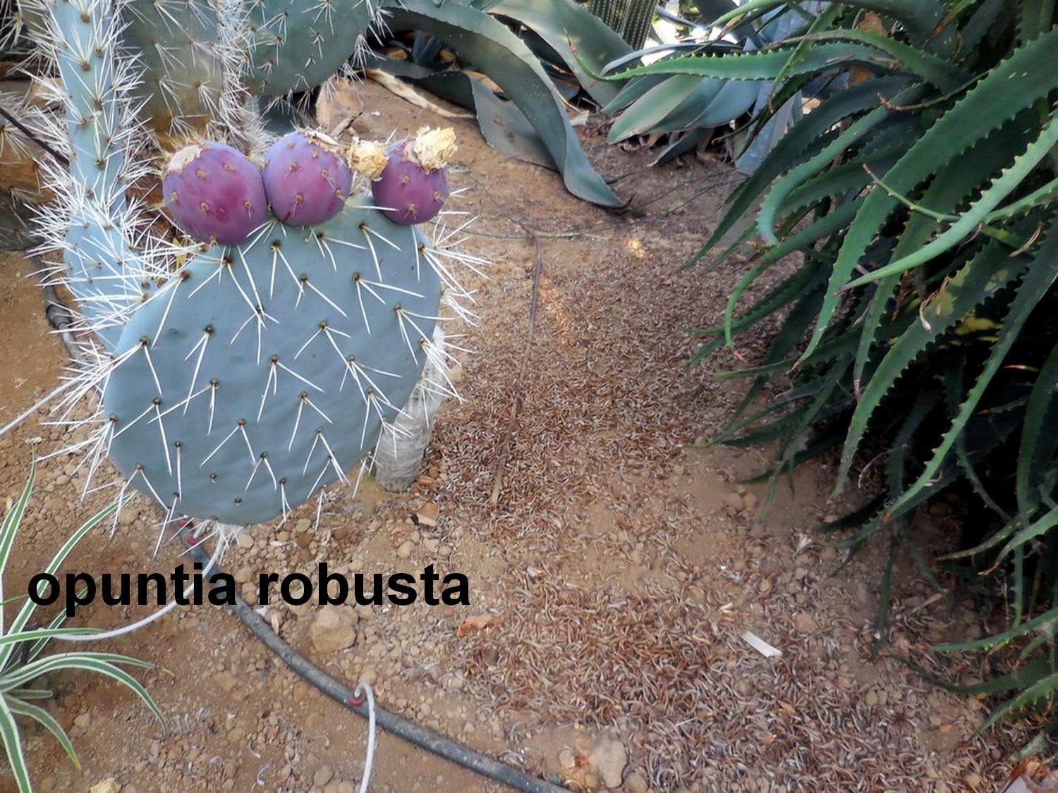 La cactuseraie de Creismas en Guipavas