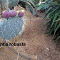 La cactuseraie de Creismas en Guipavas