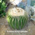 La cactuseraie de Creismas en Guipavas