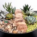 Cours du 14 & 15 Octobre 2021 - Composoition de Succulentes