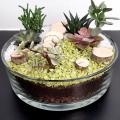 Cours du 14 & 15 Octobre 2021 - Composoition de Succulentes