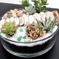Cours du 14 & 15 Octobre 2021 - Composoition de Succulentes
