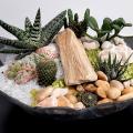Cours du 14 & 15 Octobre 2021 - Composoition de Succulentes