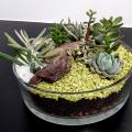 Cours du 14 & 15 Octobre 2021 - Composoition de Succulentes